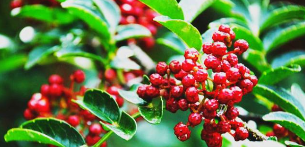 俄罗斯专享会·(中国区)官网