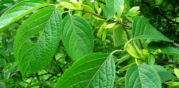 俄罗斯专享会·(中国区)官网