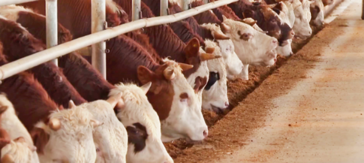 俄罗斯专享会·(中国区)官网