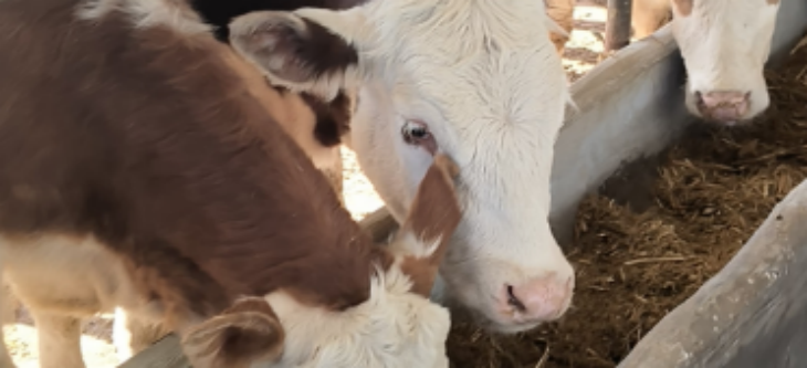 俄罗斯专享会·(中国区)官网