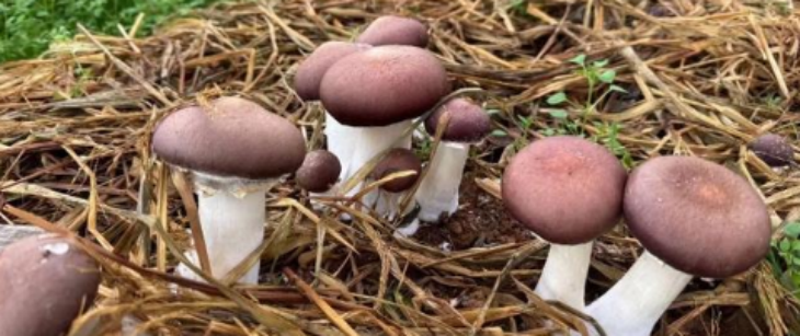 俄罗斯专享会·(中国区)官网